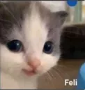feli happy