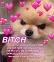 Wholesome Pomeranian: BITCH