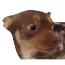 Bunion what's the doggie name?