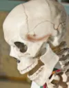 Skeleton_Shock