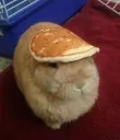 Bunne pancake