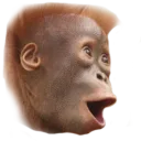 Pog Monke