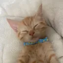 cat sleep