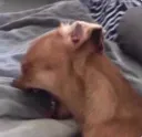 Screaming Chihuahua
