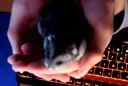 TahleHamster