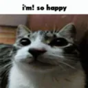 happy cat