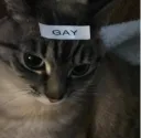 gae kat