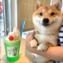 doggo