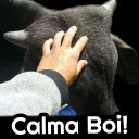 Calma Boi