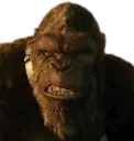 Kong Irritated