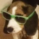 Cool Doggo