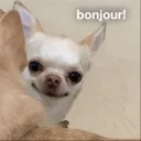 Bonjour!