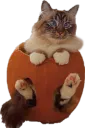 Pumpkat
