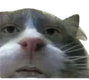 Unimpressed Cat
