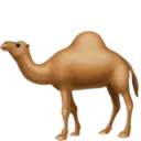 cameltime