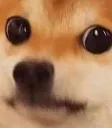 Notnicedog