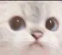Notnicecat
