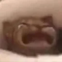 cat wahhh