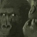 gorilla stare  .gg/luv