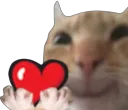 CatHeart