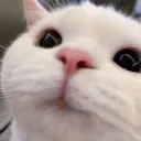 Kitty