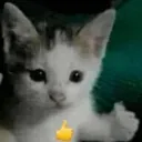 goodcat