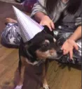dog in party hat