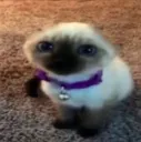 gato pelon