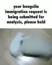 Bungolia