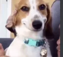 -DOG-