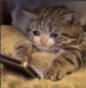 cat crying