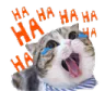 meowhahaha