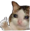 Sad Cat