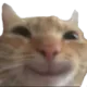 Happy Cat