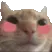 catshy