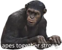 Apes Together Strong