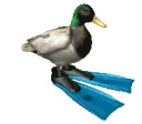 Duck