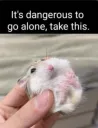 good luck hamster