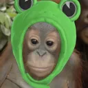 maurice frog hat
