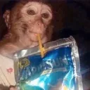 monkey caprisun
