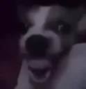 -hydog-