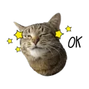 catwink