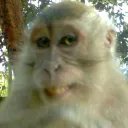 creepy monkey, hmmmm?