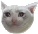 Sad Cat