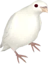 Archimedes