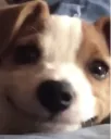 -dög-