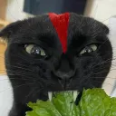 LilCatieSalad