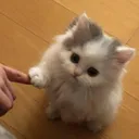 cute_cat