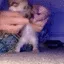 dancing cat