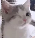 kitty wink